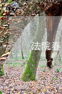 法院春节期间查岗通报 法院春节期间查岗通报