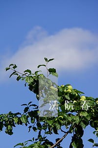 法院春节期间通知 法院春节期间通知