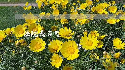 法院是否可