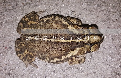 法院是否支持支付利息 法院是否支持支付利息