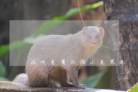 法院是看证据还是靠说 法院是看证据还是靠说