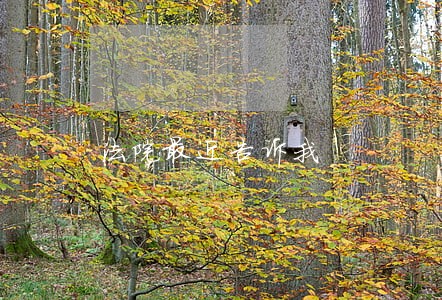 法院最近告诉我 法院最近告诉我