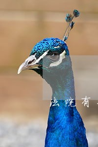 法院有专利管理部门吗 法院有专利管理部门吗