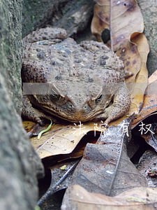 法院有权拍卖赠与房产吗