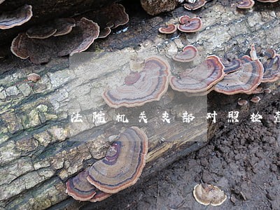 法院机关支部对照检查材料 法院机关支部对照检查材料