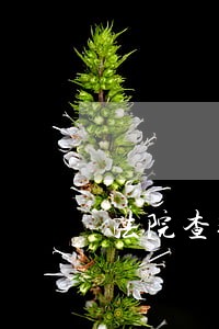 法院查封前是否应查明租赁情况 法院查封前是否应查明租赁情况