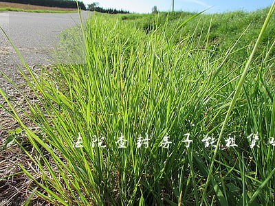 法院查封房子能租赁吗 法院查封房子能租赁吗