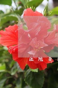 法院查封现金