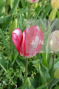 法院查的哪个银行 法院查的哪个银行