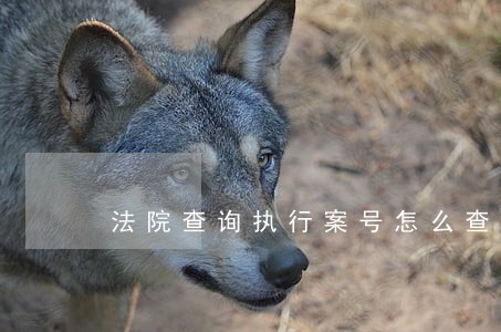 法院查询执行案号怎么查 法院查询执行案号怎么查