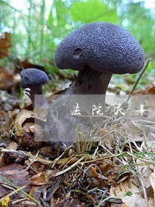 法院民事起诉文本 法院民事起诉文本