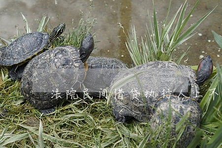 法院民间借贷执行人上不上征信 法院民间借贷执行人上不上征信