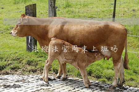 法院法官周末上班吗