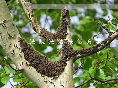法院法治扶贫方案