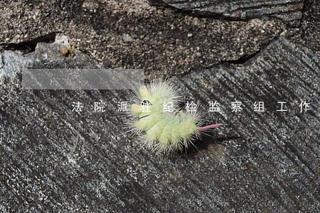 法院派驻纪检监察组工作汇报 法院派驻纪检监察组工作汇报