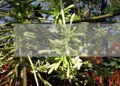 法院流程节点冻结为什么不变绿色 法院流程节点冻结为什么不变绿色