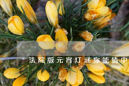 法院版元宵灯谜你能猜中几个 法院版元宵灯谜你能猜中几个