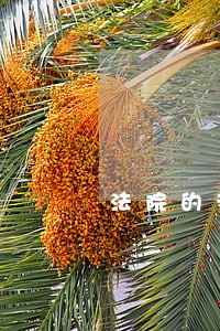 法院的亲属委托书范本