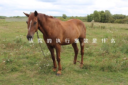 法院的执行案款是什么