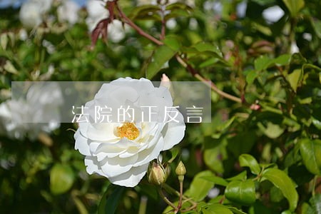 法院的正反言