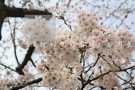 法院的电话有156开头的吗