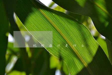 法院的追计是什么 法院的追计是什么