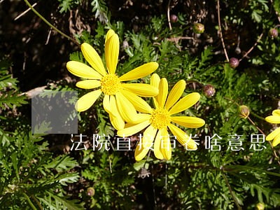 法院直接审卷啥意思