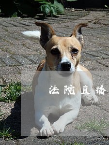 法院直播网吉林 法院直播网吉林
