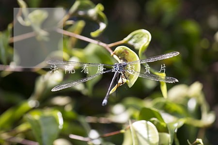 法院看廉政教育片