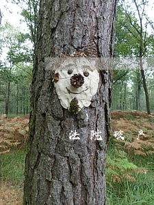 法院破产权限 法院破产权限