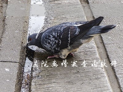 法院离婚案查询软件