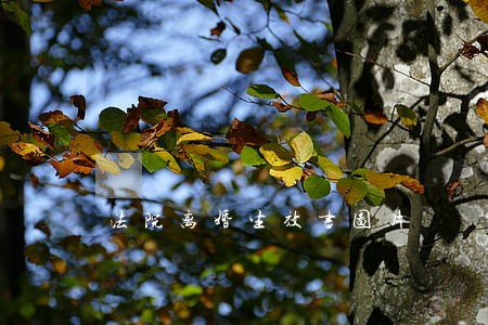 法院离婚生效书图片