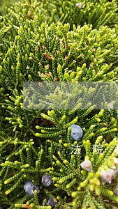 法院移送药品 法院移送药品