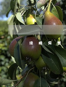 法院突然说没有三拍了 法院突然说没有三拍了