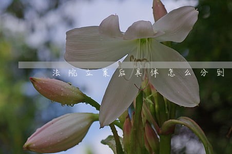 法院立案后具体怎么分到各个庭