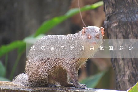 法院第二次拍卖便宜多少钱 法院第二次拍卖便宜多少钱