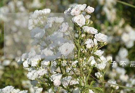 法院终审判决的房子不用拍卖 法院终审判决的房子不用拍卖