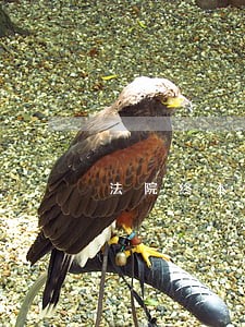 法院终本是啥意思 法院终本是啥意思