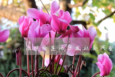 法院给莲池区发社会调查函 法院给莲池区发社会调查函