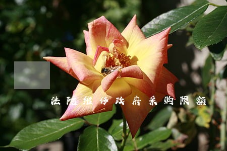法院维修政府采购限额 法院维修政府采购限额
