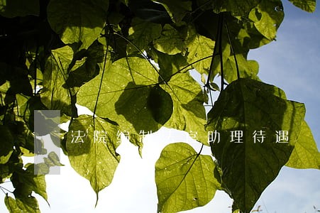 法院编制法官助理待遇 法院编制法官助理待遇