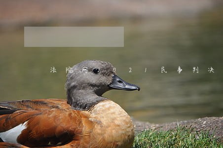 法院网2021民事判决书 法院网2021民事判决书