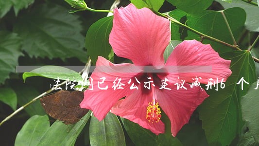 法院网已经公示建议减刑6个月 法院网已经公示建议减刑6个月