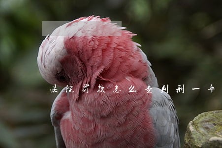 法院罚款怎么查判刑一年 法院罚款怎么查判刑一年