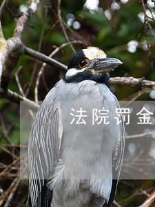 法院罚金回执单图片 法院罚金回执单图片