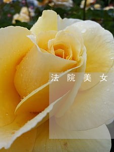 法院美女网红