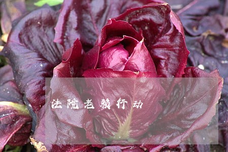 法院老赖行动