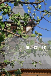 法院胜诉如何申请执行 法院胜诉如何申请执行