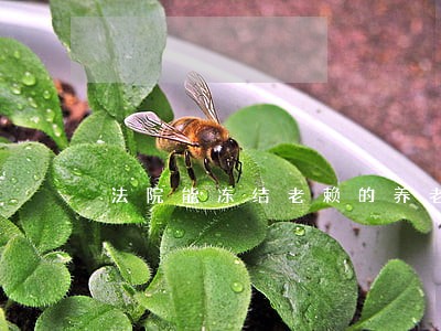 法院能冻结老赖的养老金吗 法院能冻结老赖的养老金吗