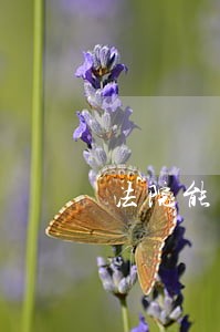 法院能判监外执行吗 法院能判监外执行吗